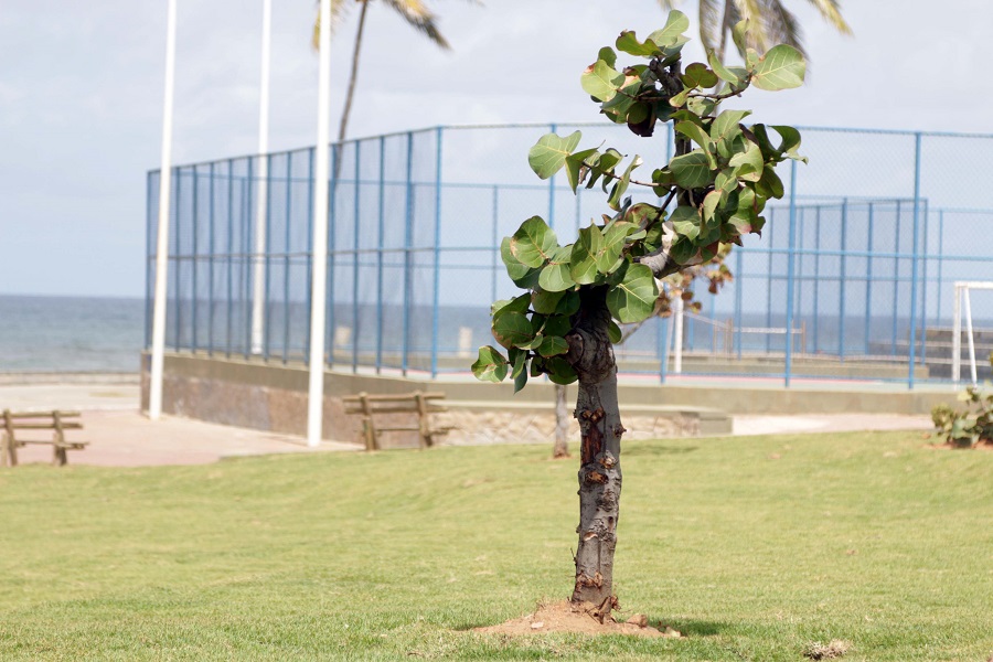 Prefeitura de Salvador já transplantou 51 árvores para o Jardim dos Namorados