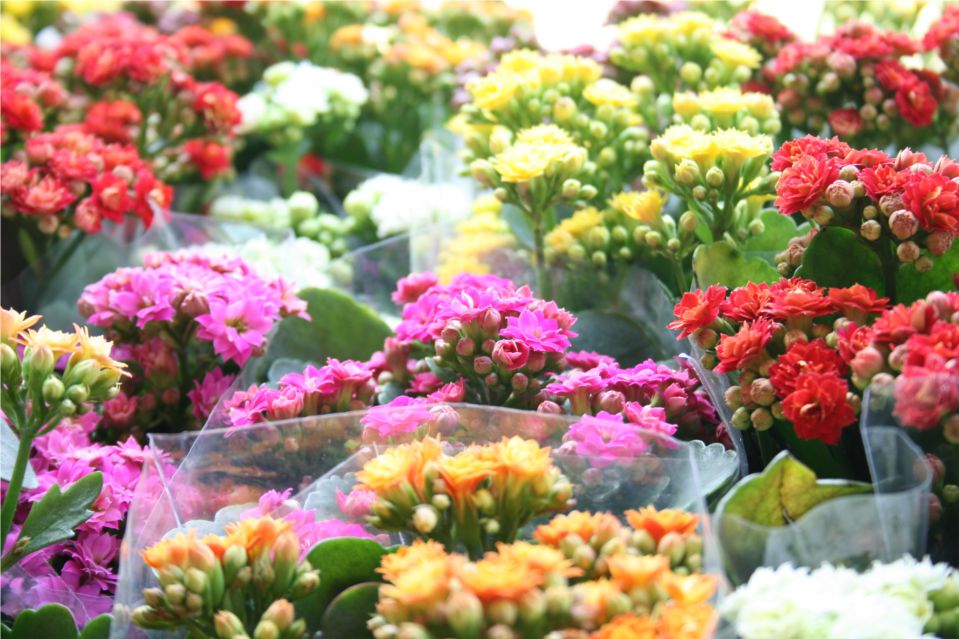 Salvador Norte Shopping promove Festival de Flores de Holambra