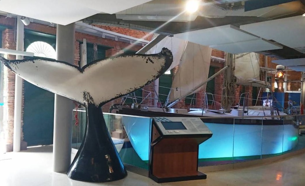 Museu do Mar Aleixo Belov recebe exposição sobre a história do Projeto Baleia Jubarte