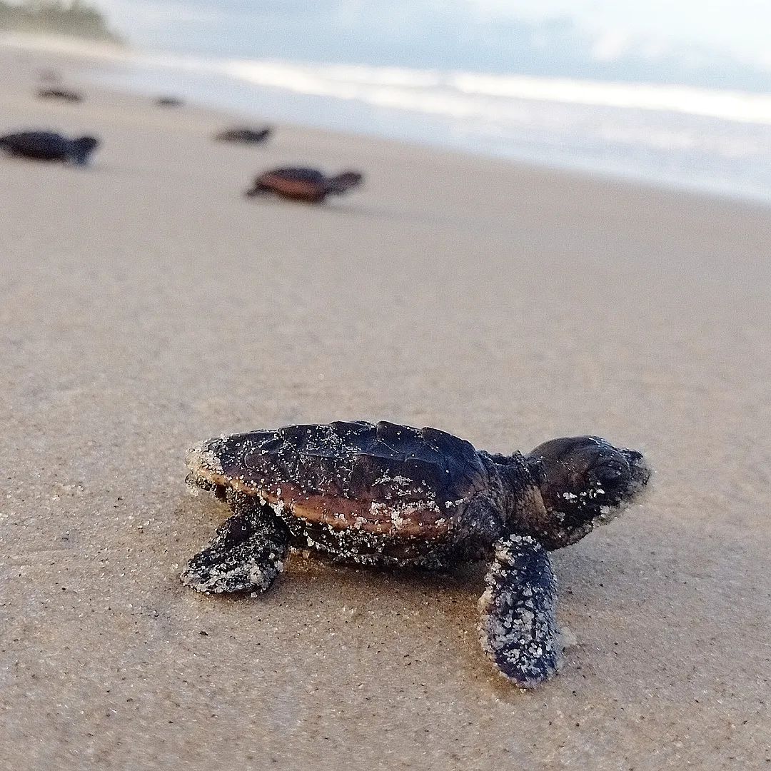 Número recorde: quase 3 mil filhotes de tartarugas nascem no sul da Bahia