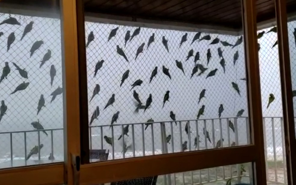Após mortes de aves, Prefeitura de Ilhéus elabora plano de ação para readaptação da espécie na área urbana