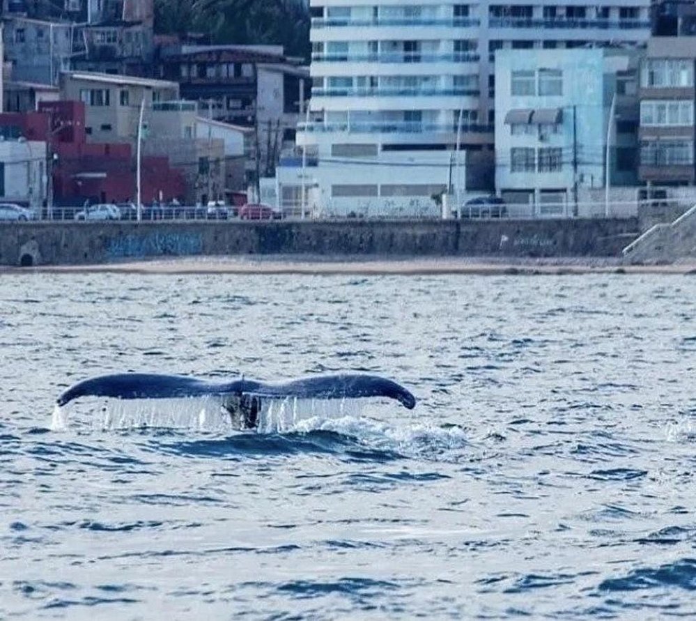 Moradores da Barra avistam baleia-jubarte entre o Farol e o Cristo