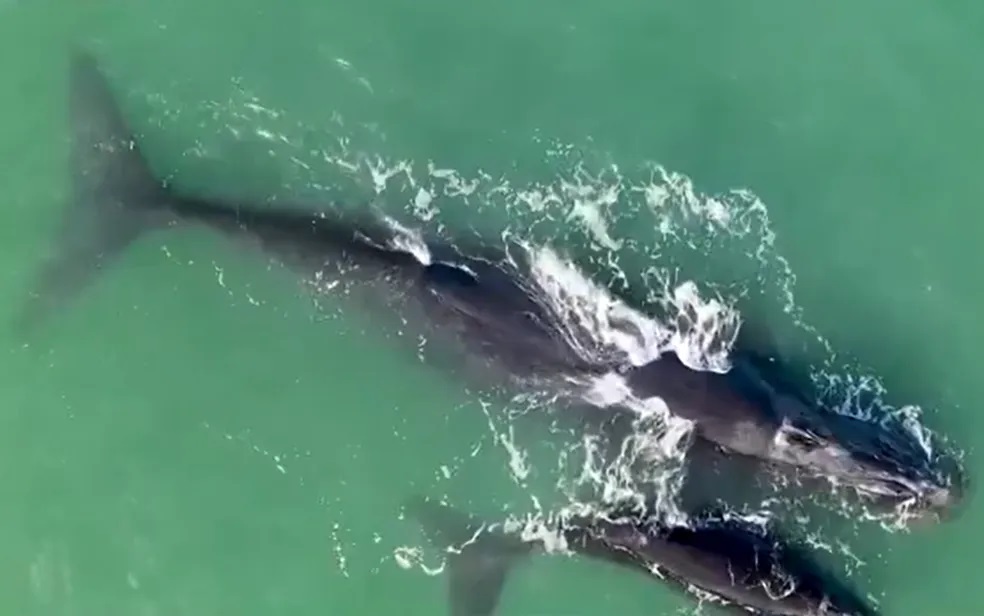 Baleias franca são avistadas nadando no mar de Itacaré
