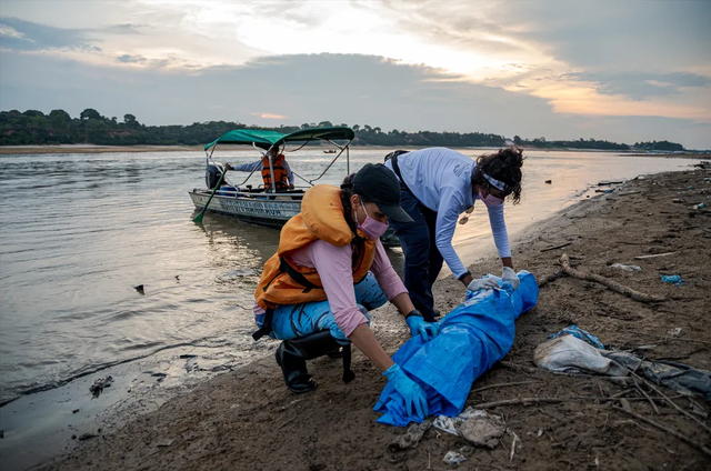 110 botos cor-de-rosa e outros golfinhos são achados mortos na Amazônia; saiba qual a suspeita de especialistas 