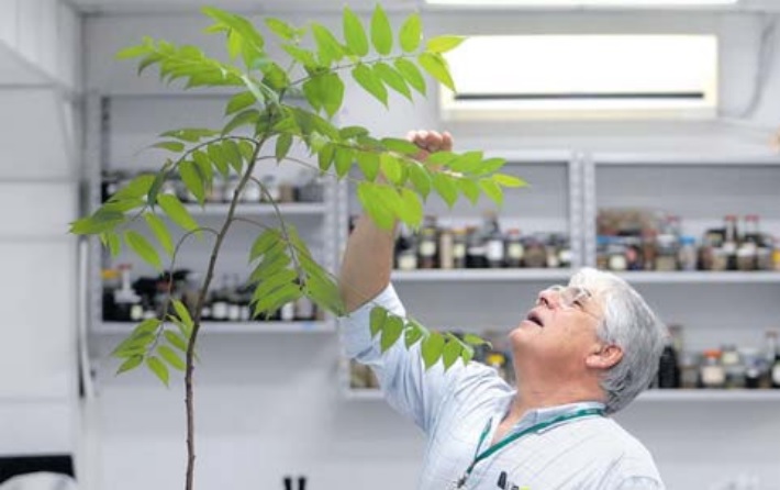 Canabidiol em planta nativa sem THC abre caminho para uso sem restrições legais; entenda