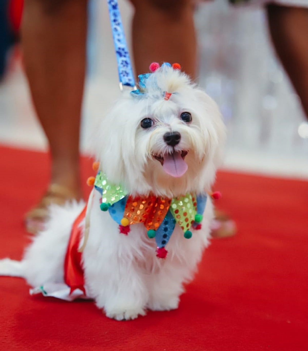 CarnavAU no Bela Vista tem concurso de cães fantasiados; veja competidores 