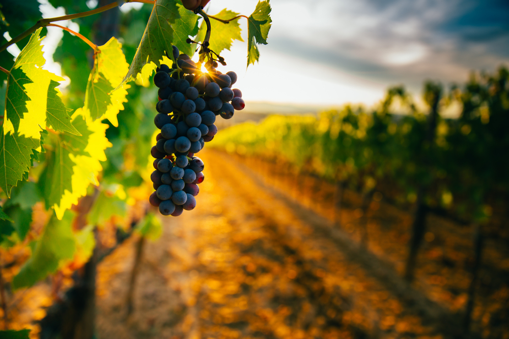 Chapada Diamantina tem o primeiro Winemakers do Norte e Nordeste