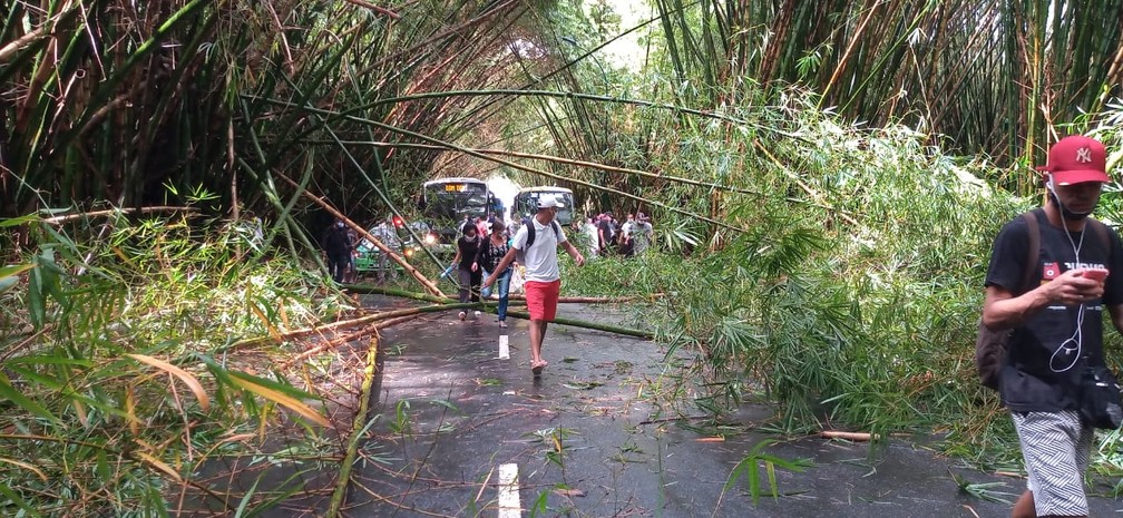 Em dia de chuva, bambus na entrada do aeroporto desabam e interditam trânsito