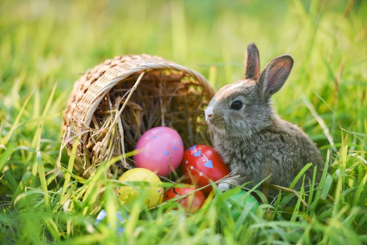 Por que o coelho e o ovo são símbolos da Páscoa? Entenda a tradição