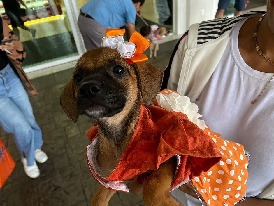 Cães resgatados participam de feira de adoção em shopping de Salvador neste sábado (25)