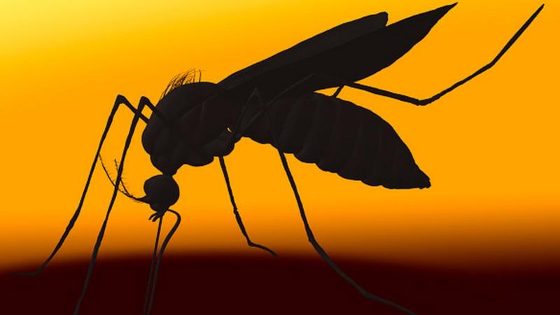 Brasil ultrapassa 1 milhão de casos de dengue em 2024