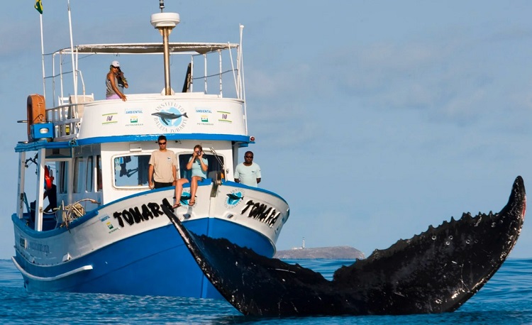 Conheça a baleia que completou 30 anos sendo monitorada pelo Projeto Baleia Jubarte