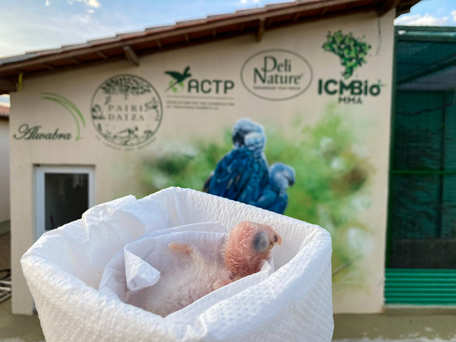 Primeiros filhotes de ararinha-azul nascem na Bahia após 30 anos 