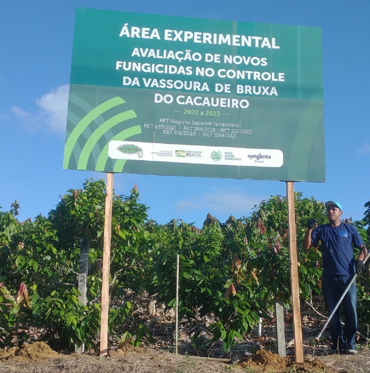 Bahia faz teste pioneiro para encontrar 1º fungicida eficaz contra vassoura de bruxa