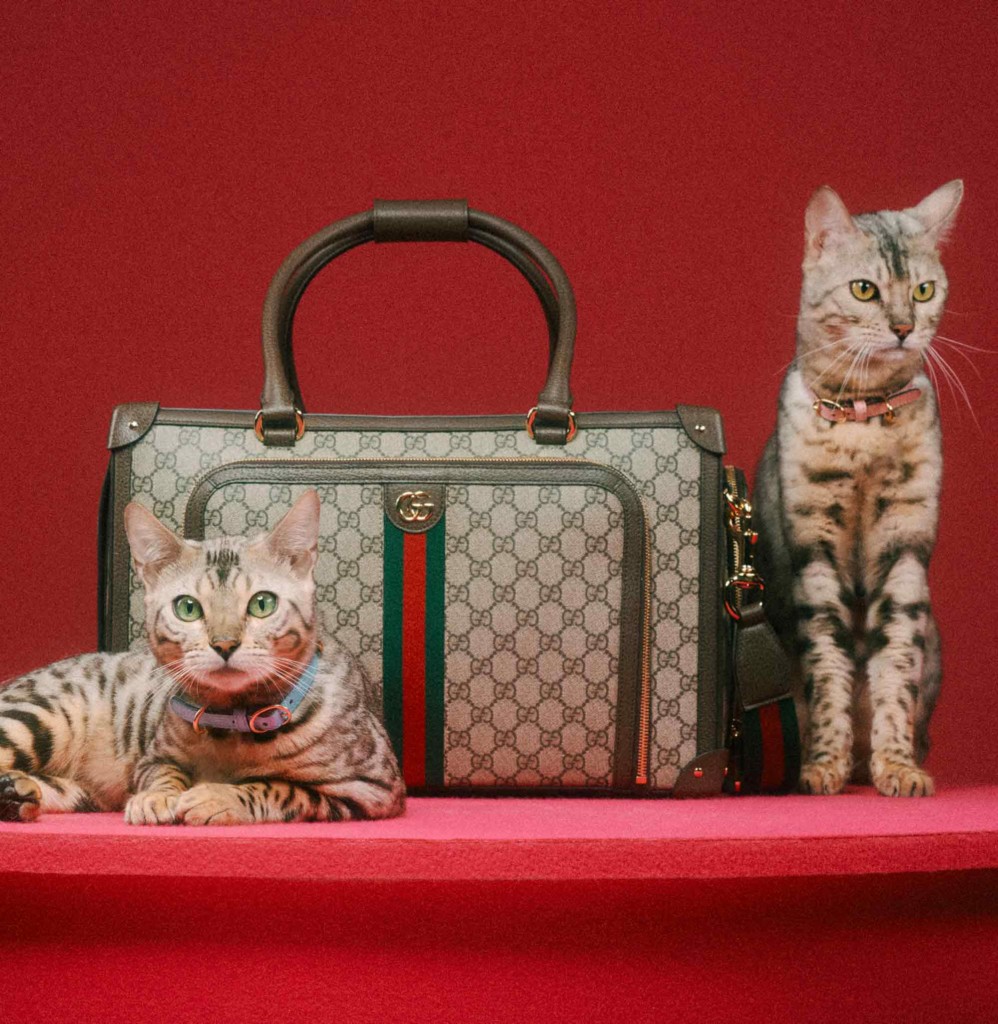 Gucci lança coleção para animais de estimação 