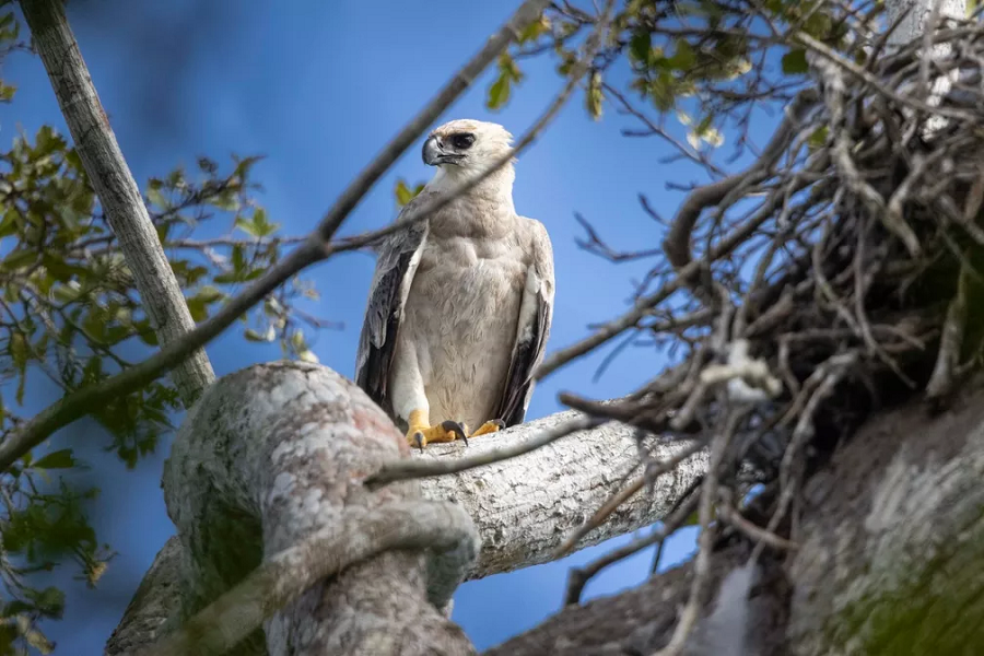 Conhecida como 'a maior águia das Américas', harpia é fotografada no sul da Bahia