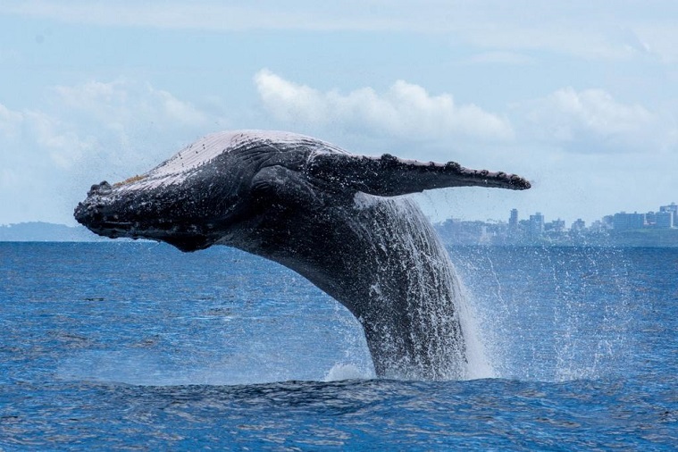 Blue Praia Bar recebe observatório de baleias jubarte