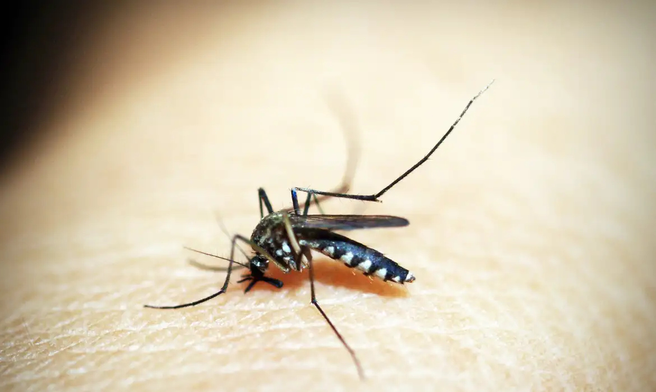 Entenda por que hemorragia não é o principal sintoma da dengue 