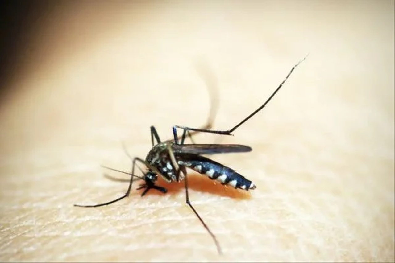 Brasil se aproxima de 1 milhão de casos prováveis de dengue; Bahia tem quase 17 mil que já ficaram doentes