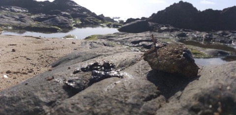 Limpurb encontra fragmentos de mancha de óleo em praias de Salvador