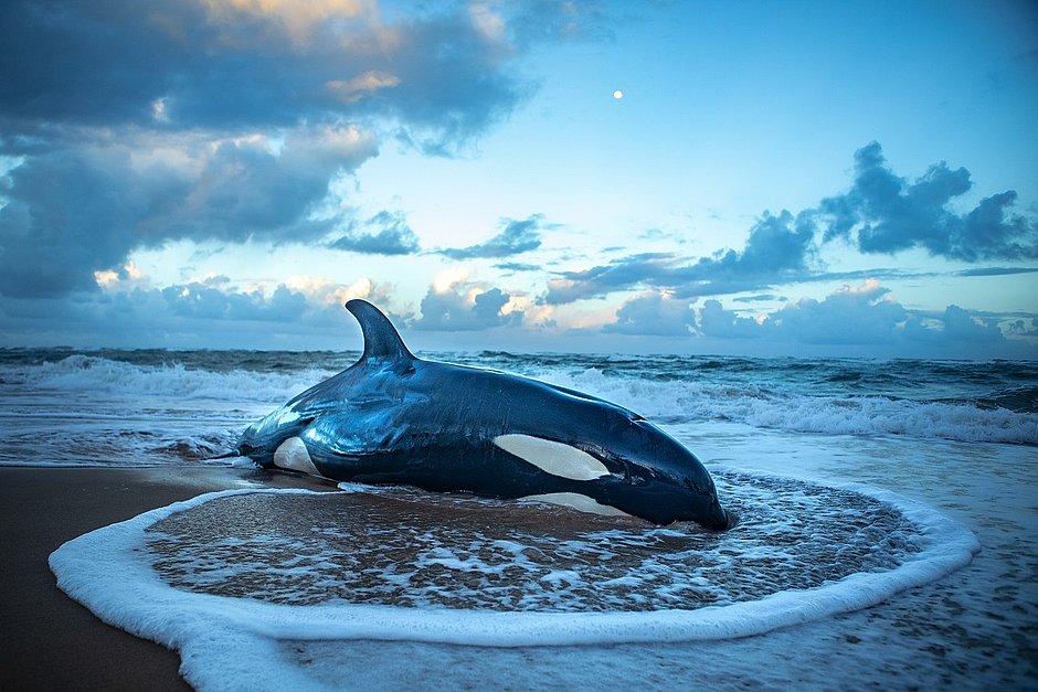 Orca que encalhou em Guarajuba é eutanasiada por não ter chance de sobreviver