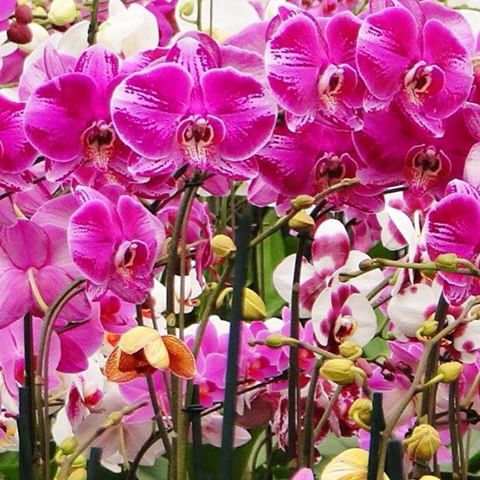 Shopping Itaigara recebe Feira de Orquídeas