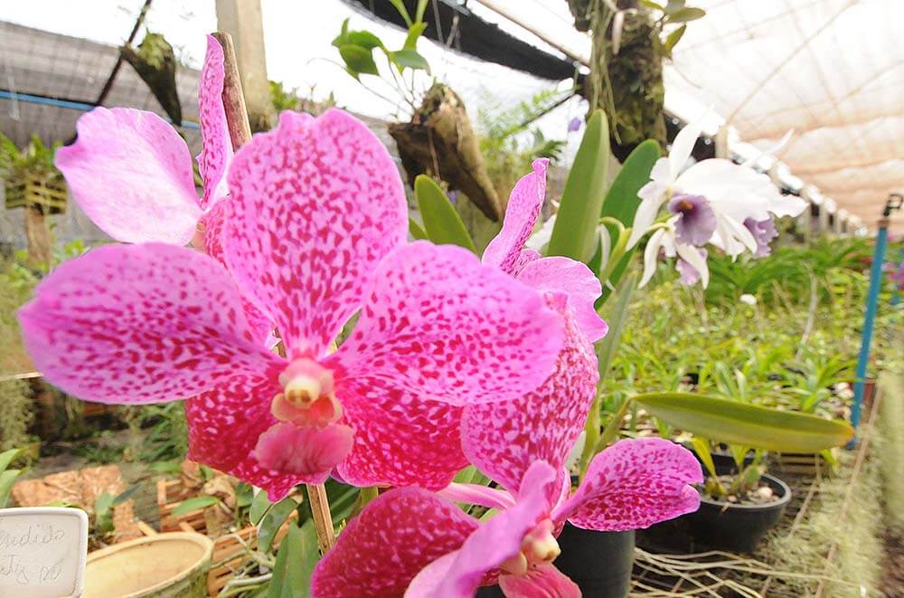 Shopping Paseo realiza exposição de orquídeas exóticas