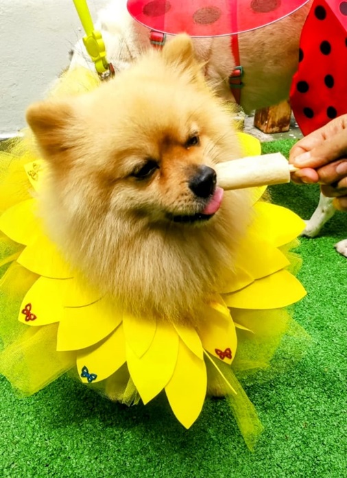 Marca pioneira em picolés para cachorro lança Bistrô Pet em Salvador