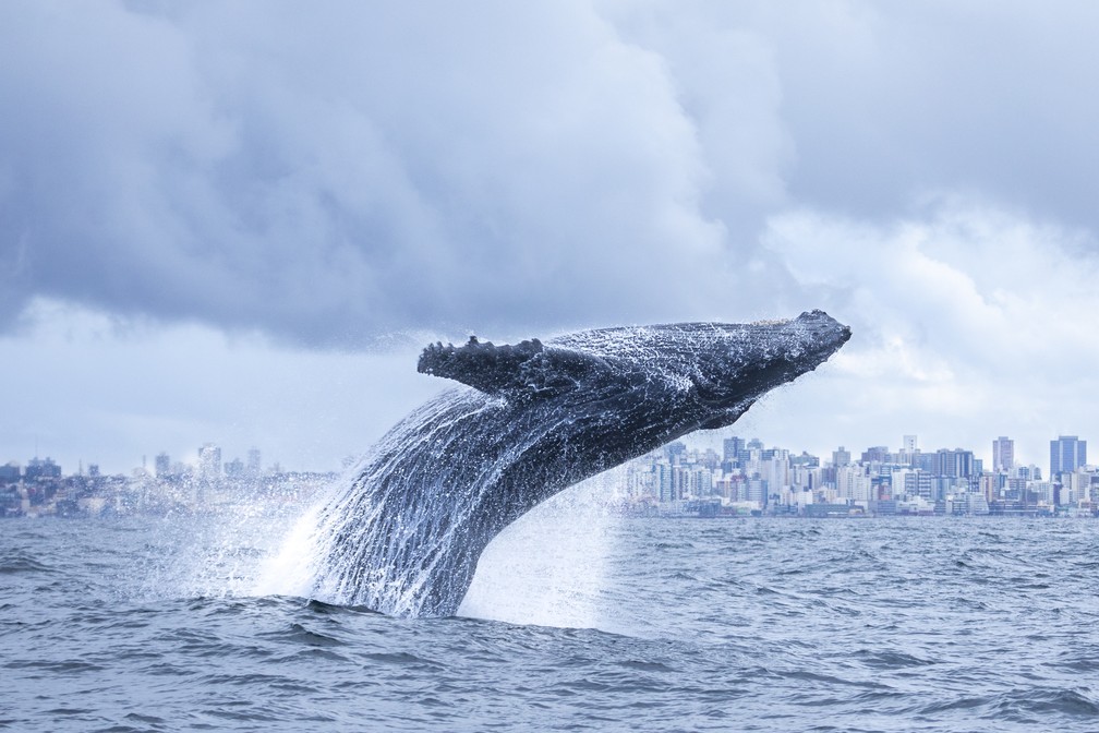 Bahia concentra maior parte das baleias durante temporada de reprodução 