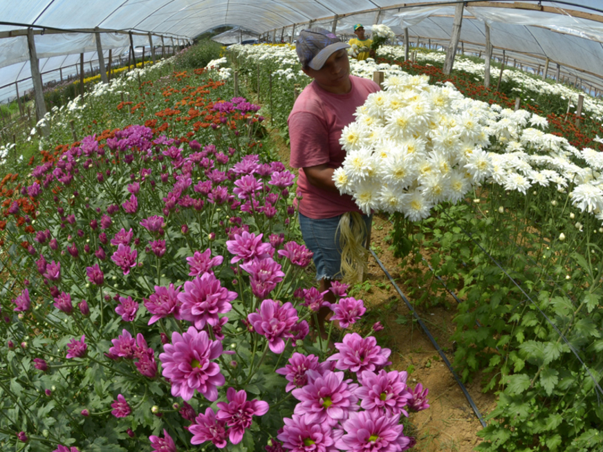 Produtores de flores da BA enfrentam dificuldades durante pandemia: 'Colhendo para jogar fora'