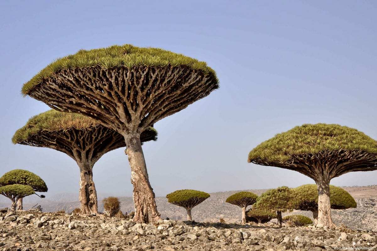 Conheça o arquipélago de Socotra, Patrimônio Mundial perdido no Iêmen
