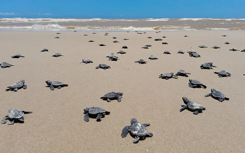Mais de 10 mil filhotes de tartaruga nasceram em praias do sul da Bahia entre 2022 e 2023, aponta monitoramento
