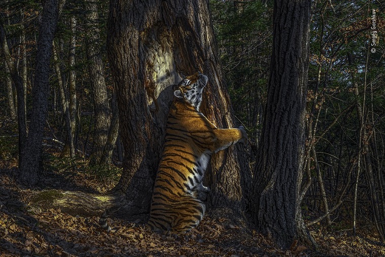 Registro de tigresa abraçando uma árvore vence concurso de fotografia