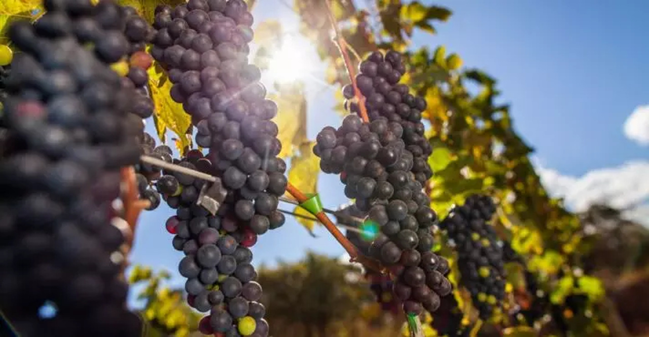 Você conhece a 'capital da uva'? Cidade do Nordeste tem a maior colheita do país e fatura alto com vinhos finos