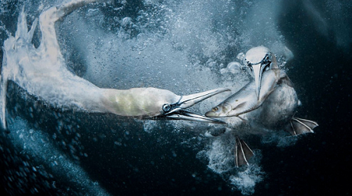 Imagem de aves capturando peixe vence prêmio de fotografia de natureza