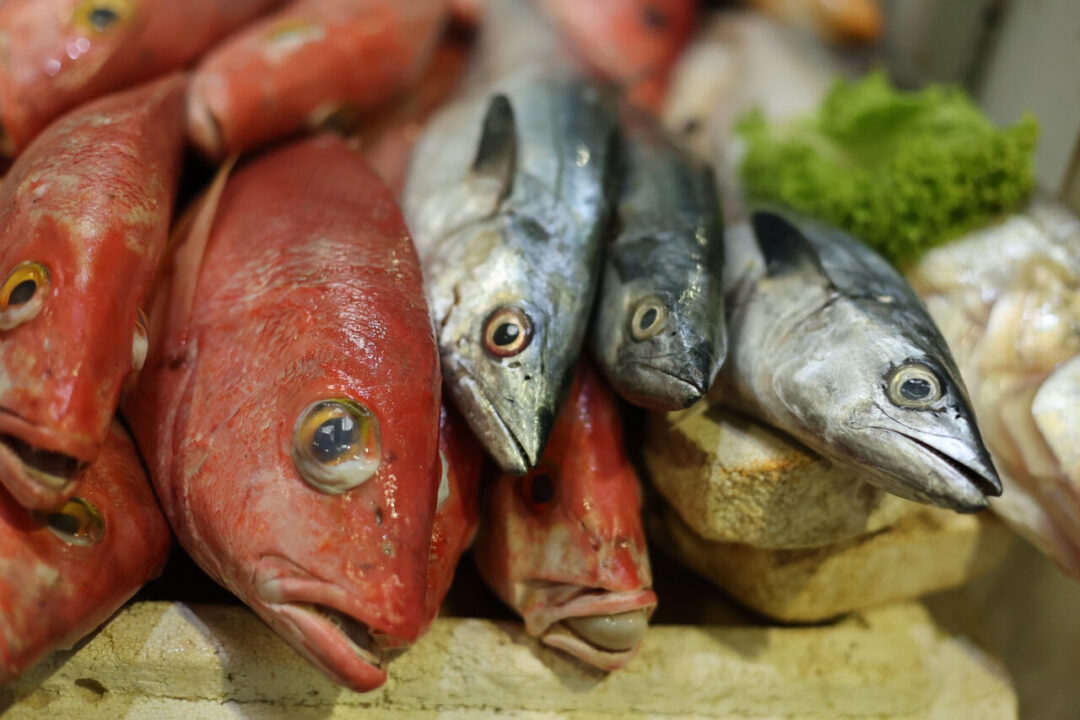 Peixes ‘queridinhos’ dos baianos para Semana Santa vão de corvina a arraia; preços variam de R$ 12 a R$ 50