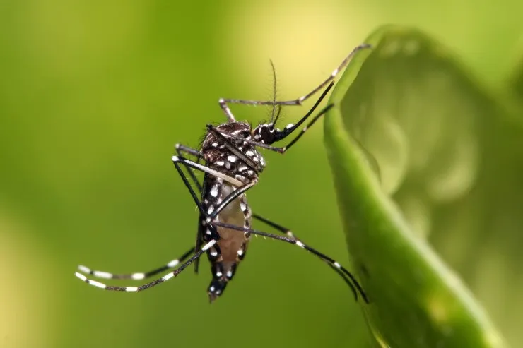 Bahia registra 47 mortes por dengue em 2024