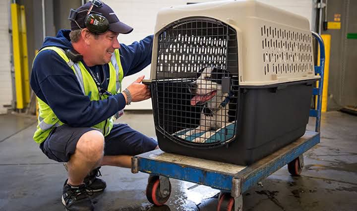 Após morte de cão, Gol suspende transporte de pets por 30 dias