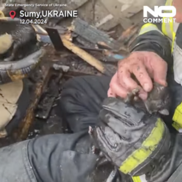Ternura na guerra: cachorrinhos são salvos em incêndio na Ucrânia; veja vídeo