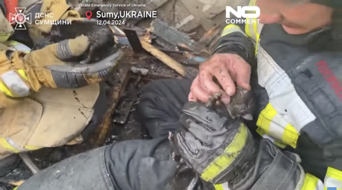 Ternura na guerra: cachorrinhos são salvos em incêndio na Ucrânia; veja vídeo