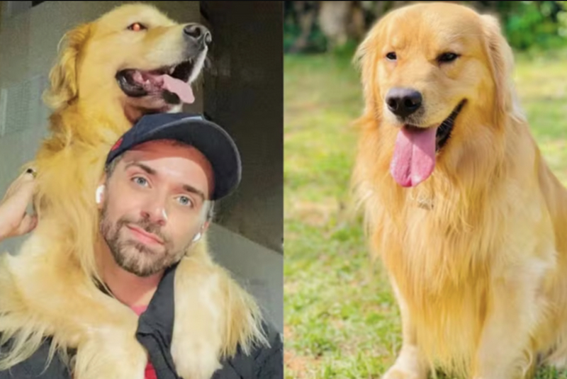 Cachorro morre após falha no transporte aéreo da Gol em Guarulhos; pet foi levado para Ceará em vez de Mato Grosso