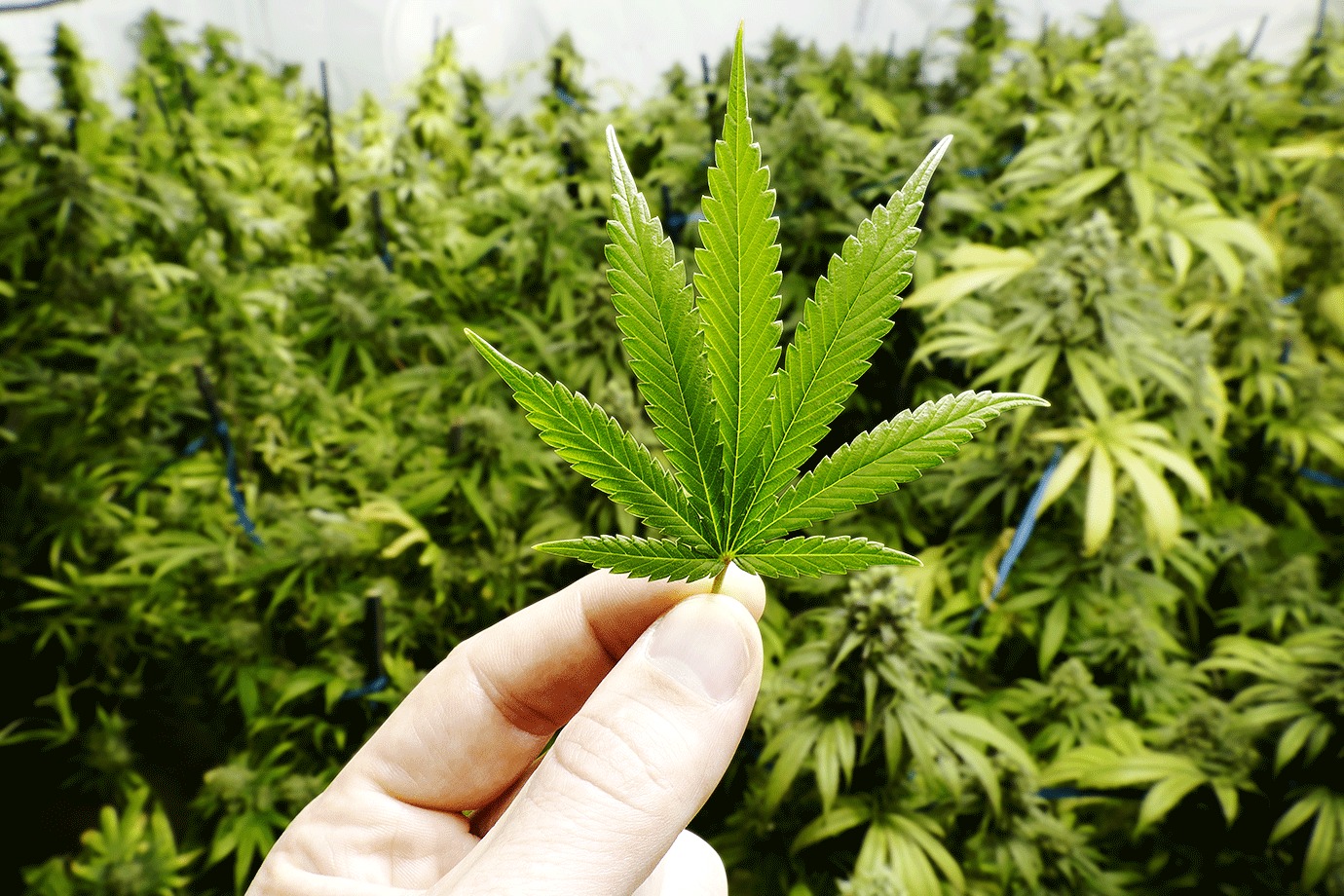 Estudante na BA recebe autorização judicial para fazer cultivo de cannabis com finalidade medicinal