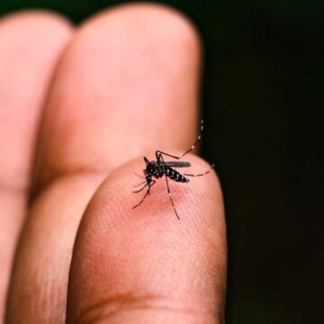 Brasil lidera casos de dengue no mundo, com 82% do registrado em todo o planeta, diz OMS