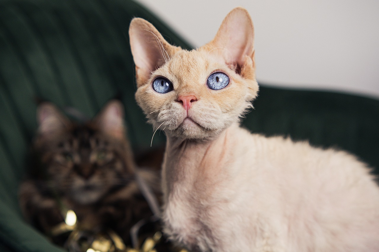 Concurso de beleza felina reúne 133 gatos em Salvador; saiba mais