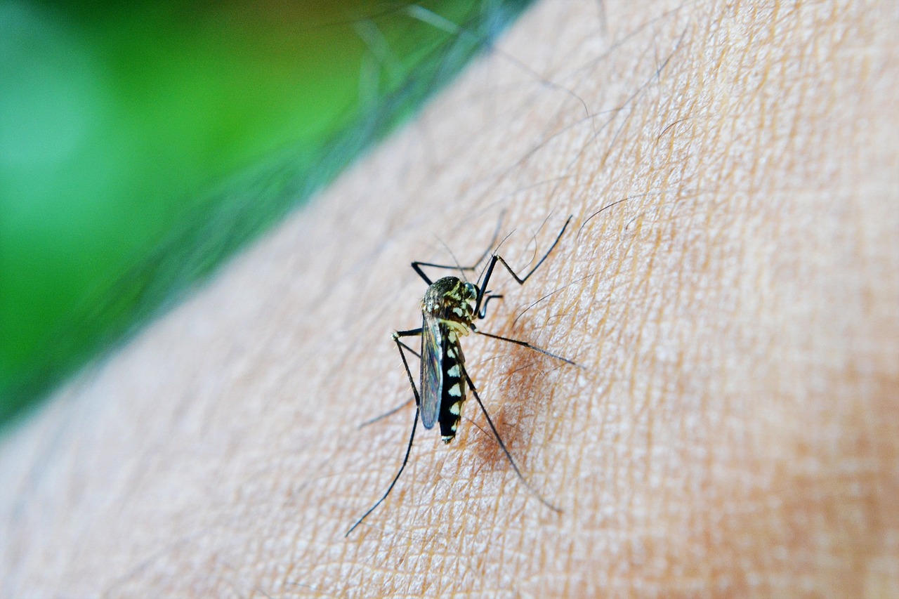 Sesab registra 30 mortes por dengue na Bahia este ano