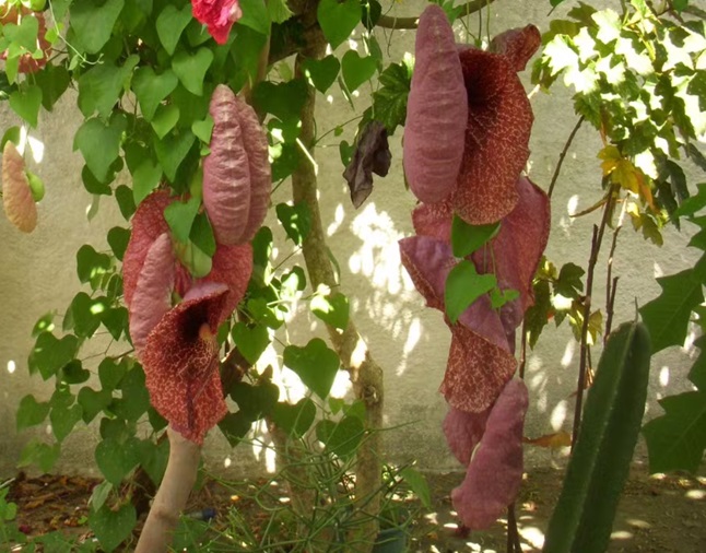 Planta nativa da Bahia chama a atenção na web por aparência “peculiar”
