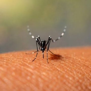 Dengue: Brasil chega a mais de 5 milhões de casos prováveis e Bahia tem 178 municípios em epidemia da doença