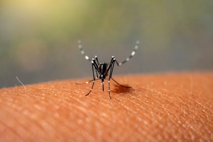 Dengue: Brasil chega a mais de 5 milhões de casos prováveis e Bahia tem 178 municípios em epidemia da doença