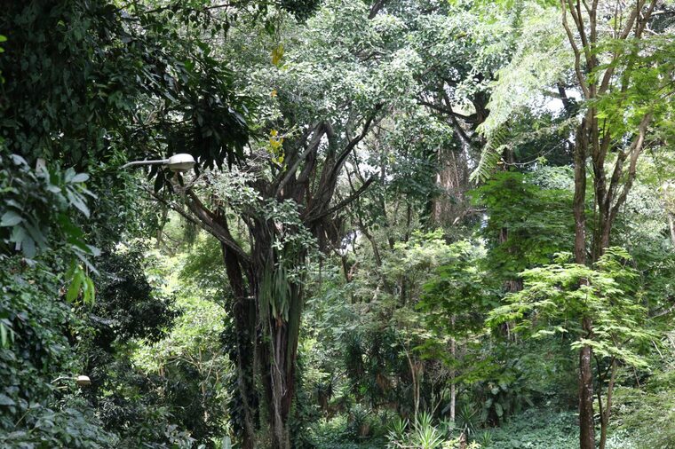 Bahia registra redução de 57% no desmatamento da Mata Atlântica