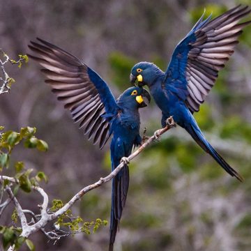 Turismo da Bahia lança primeiro roteiro integrado de observação de aves do Brasil